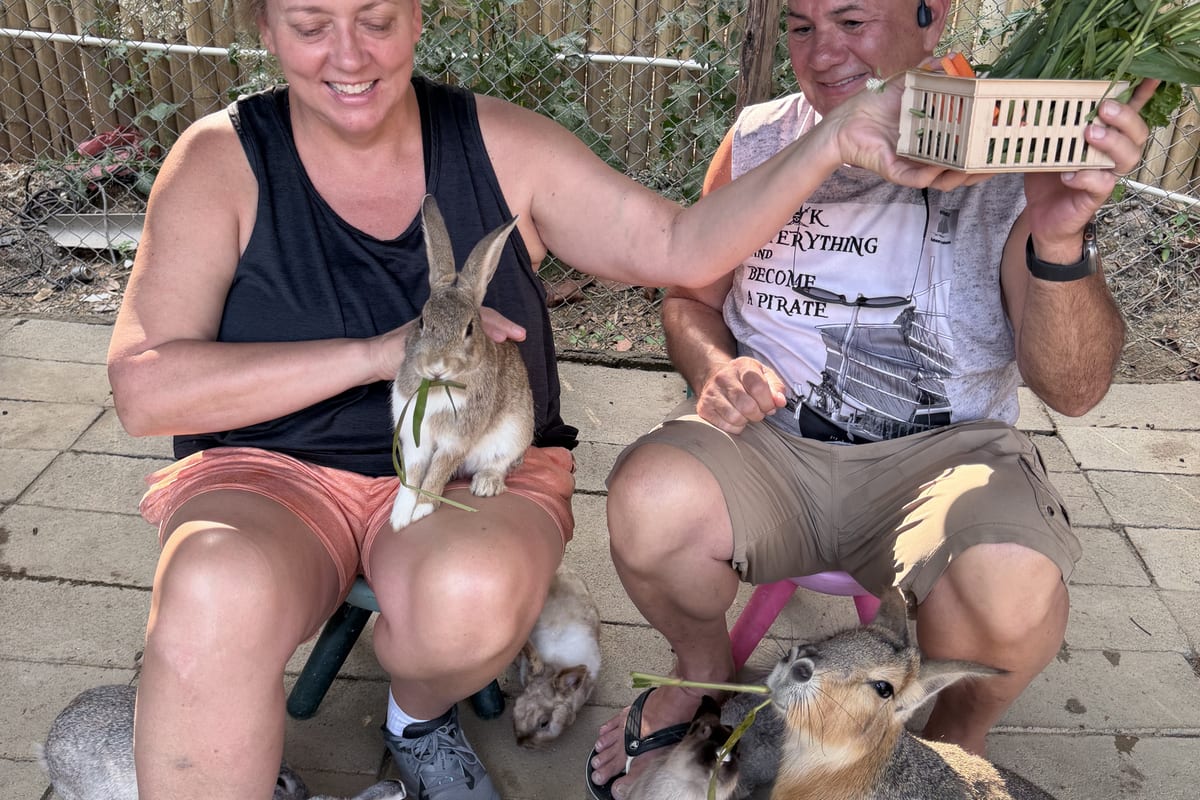Australia wildlife kangaroos